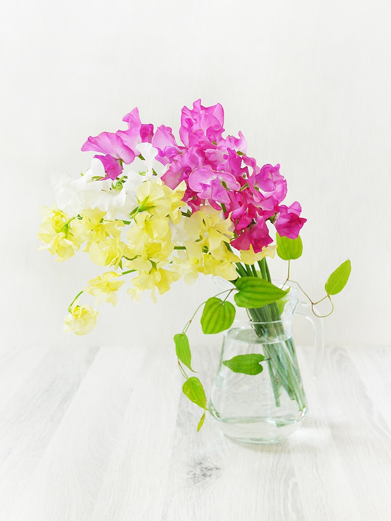 おうちで楽しむ ワンハンドブーケ スイートピー 送料込み 用途 ご自宅用 レミルフォイユドゥリベルテ 花 ギフト 通販