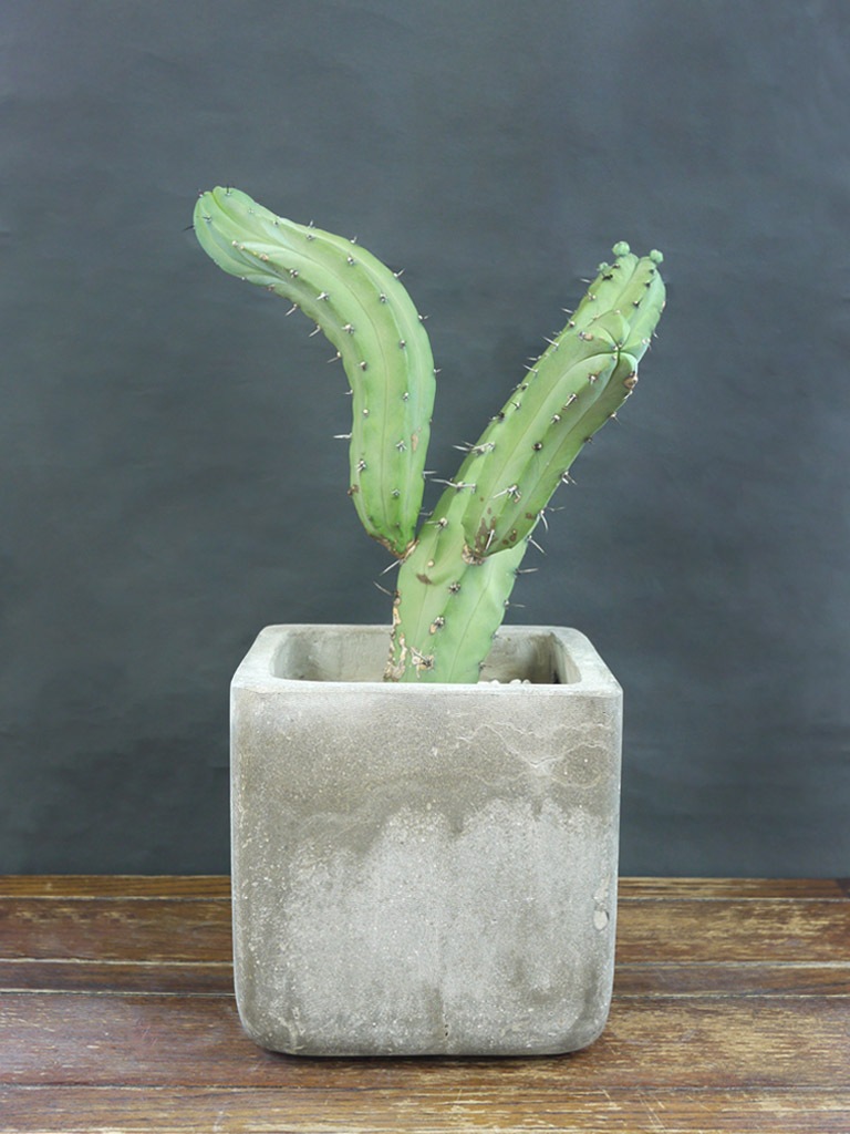 一点もの サボテン 柱サボテン スタイル 観葉植物 レミルフォイユドゥリベルテ 花 ギフト 通販