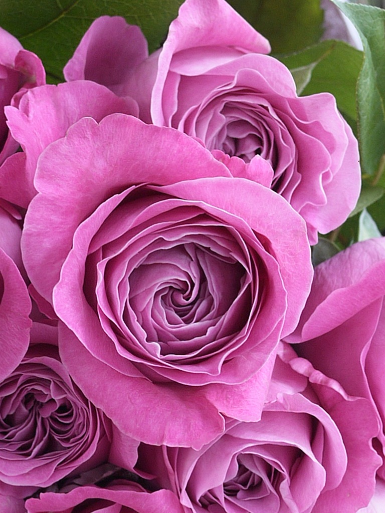 Dozen Rose ダズンローズ ロゼ カラー 赤 紫系 レミルフォイユドゥリベルテ 花 ギフト 通販