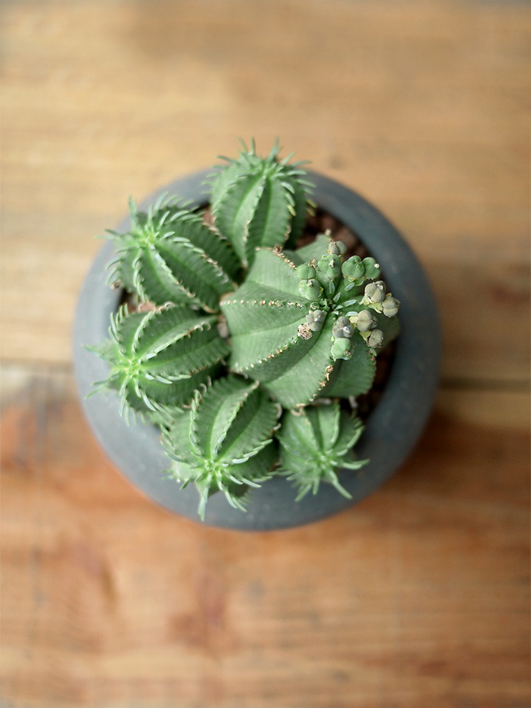 【一点もの】ユーフォルビア オペサ