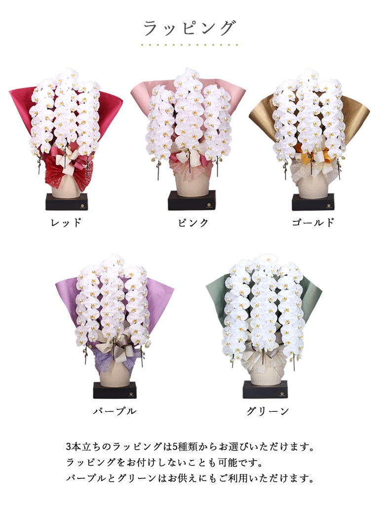 【産地直送】ヒカル・オーキッド｜フォアスPREMIUM ｜3本立ち ピンク｜送料込み*
