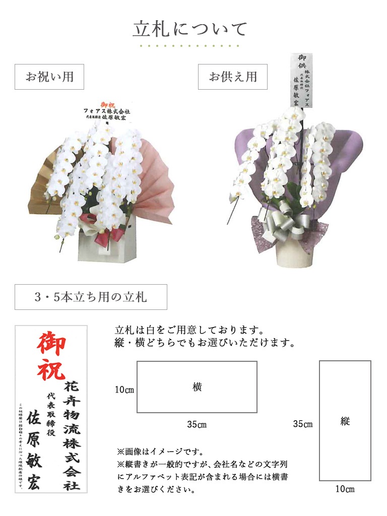 【産地直送】ヒカル・オーキッド｜フォアスPREMIUM ｜3本立ち ピンク｜送料込み*