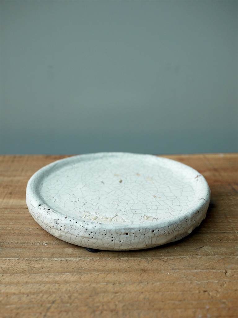 【一点もの】サボテン 竜神木