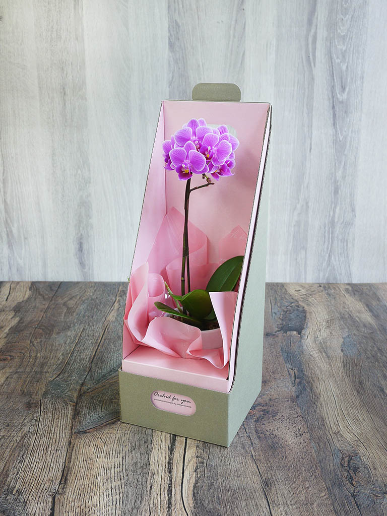 【産地直送】椎名洋ラン園 マイクロ胡蝶蘭1本立ち｜濃いピンク系｜送料込み*