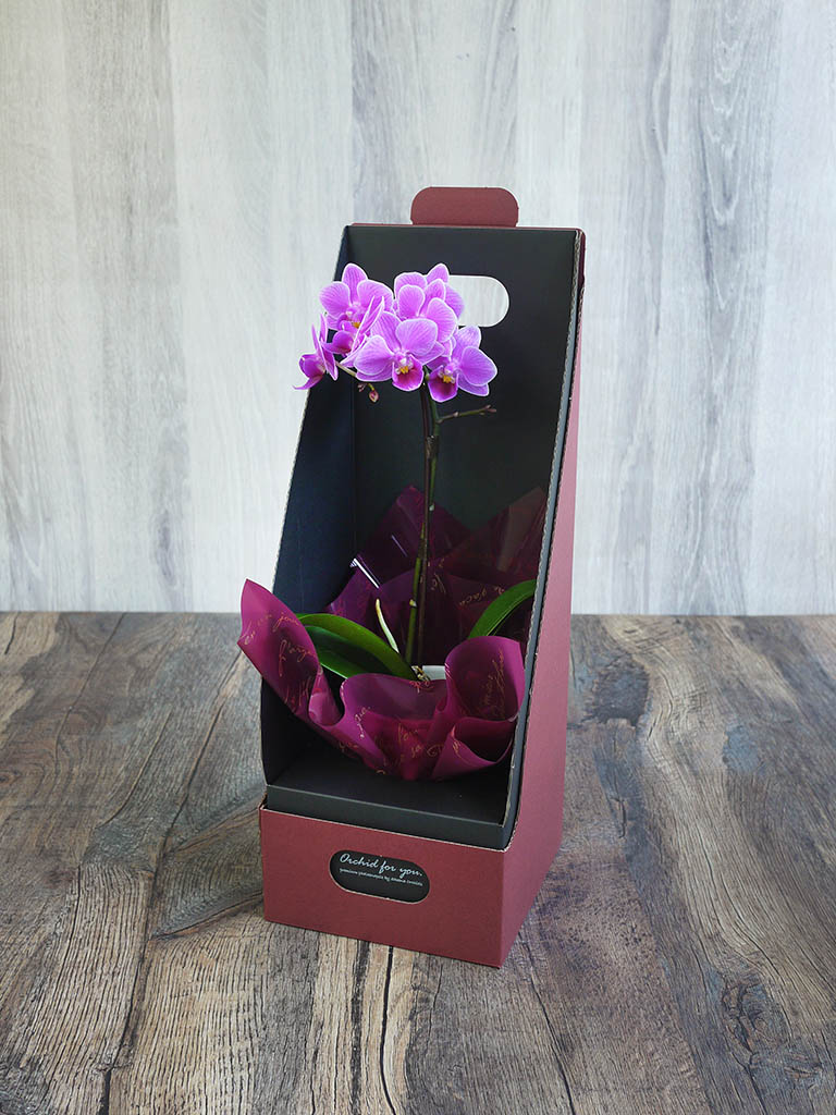 【産地直送】椎名洋ラン園 マイクロ胡蝶蘭1本立ち｜濃いピンク系｜送料込み*