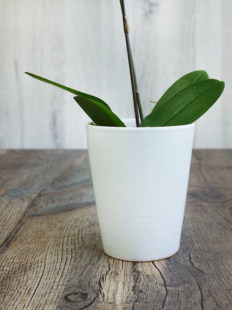 【産地直送】椎名洋ラン園 マイクロ胡蝶蘭1本立ち｜濃いピンク系｜送料込み*