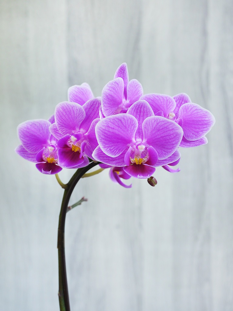 【産地直送】椎名洋ラン園 マイクロ胡蝶蘭1本立ち｜濃いピンク系｜送料込み*