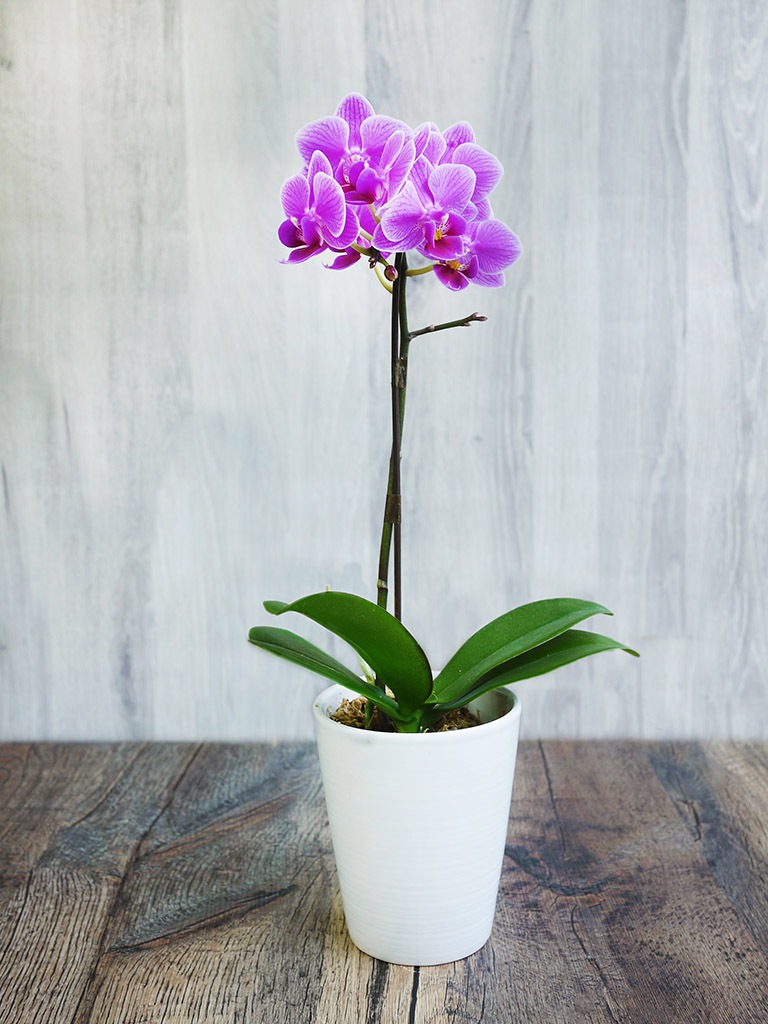 【産地直送】椎名洋ラン園 マイクロ胡蝶蘭1本立ち｜濃いピンク系｜送料込み*
