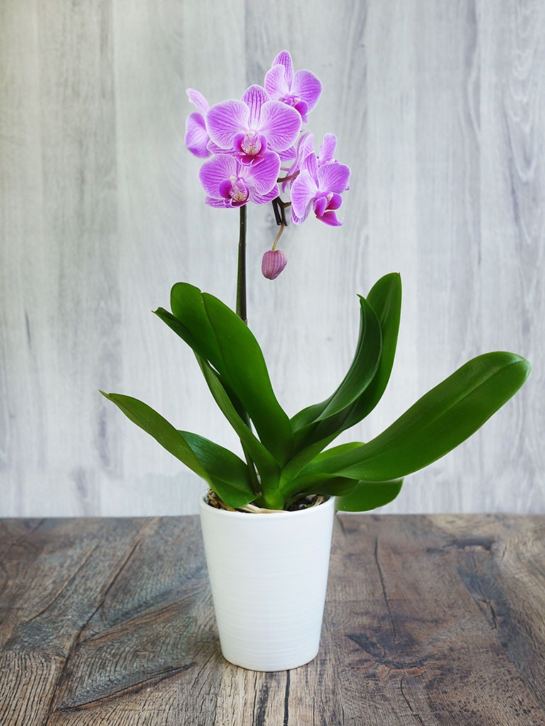 【産地直送】椎名洋ラン園 マイクロ胡蝶蘭1本立ち|淡いピンク系|送料込み*