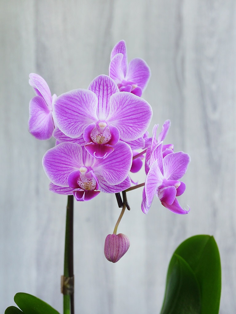 【産地直送】椎名洋ラン園 マイクロ胡蝶蘭1本立ち|淡いピンク系|送料込み*