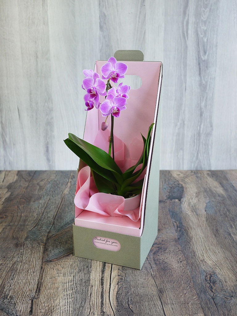 【産地直送】椎名洋ラン園 マイクロ胡蝶蘭1本立ち|淡いピンク系|送料込み*