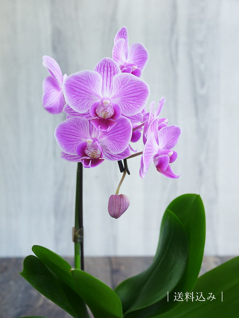 【産地直送】椎名洋ラン園 マイクロ胡蝶蘭1本立ち|淡いピンク系|送料込み*