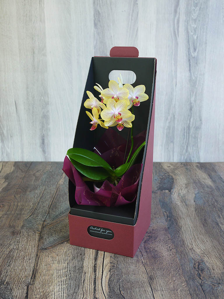 【産地直送】椎名洋ラン園 マイクロ胡蝶蘭1本立ち|イエロー系|送料込み*