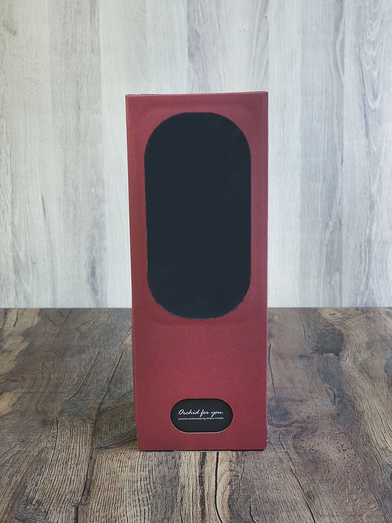 【産地直送】椎名洋ラン園 マイクロ胡蝶蘭1本立ち|イエロー系|送料込み*