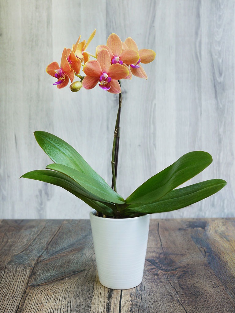 産地直送 椎名洋ラン園 マイクロ胡蝶蘭１本立ち オレンジ系 送料込み スタイル 胡蝶蘭 その他鉢 レミルフォイユドゥリベルテ 花 ギフト 通販
