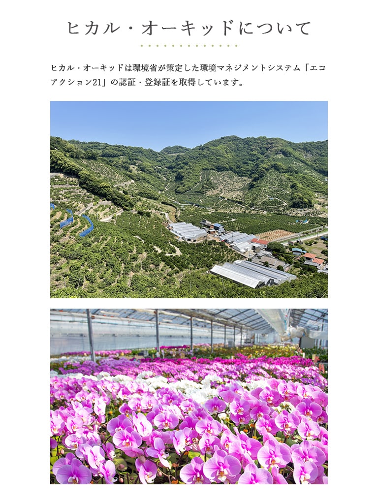 【産地直送】ヒカル・オーキッド|フォアスPREMIUM |5本立ち 白(和紙風紙鉢)|送料込み*