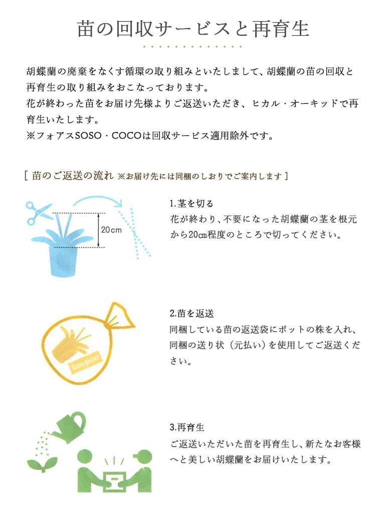 【産地直送】ヒカル・オーキッド|フォアスPREMIUM |5本立ち 白(和紙風紙鉢)|送料込み*