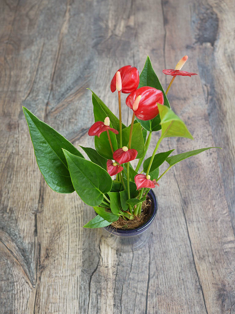 産地直送 椎名洋ラン園 マイクロアンスリウム アクアポット 選べる4色 送料込み 用途 開店 引っ越し 祝い レミルフォイユドゥリベルテ 花 ギフト 通販
