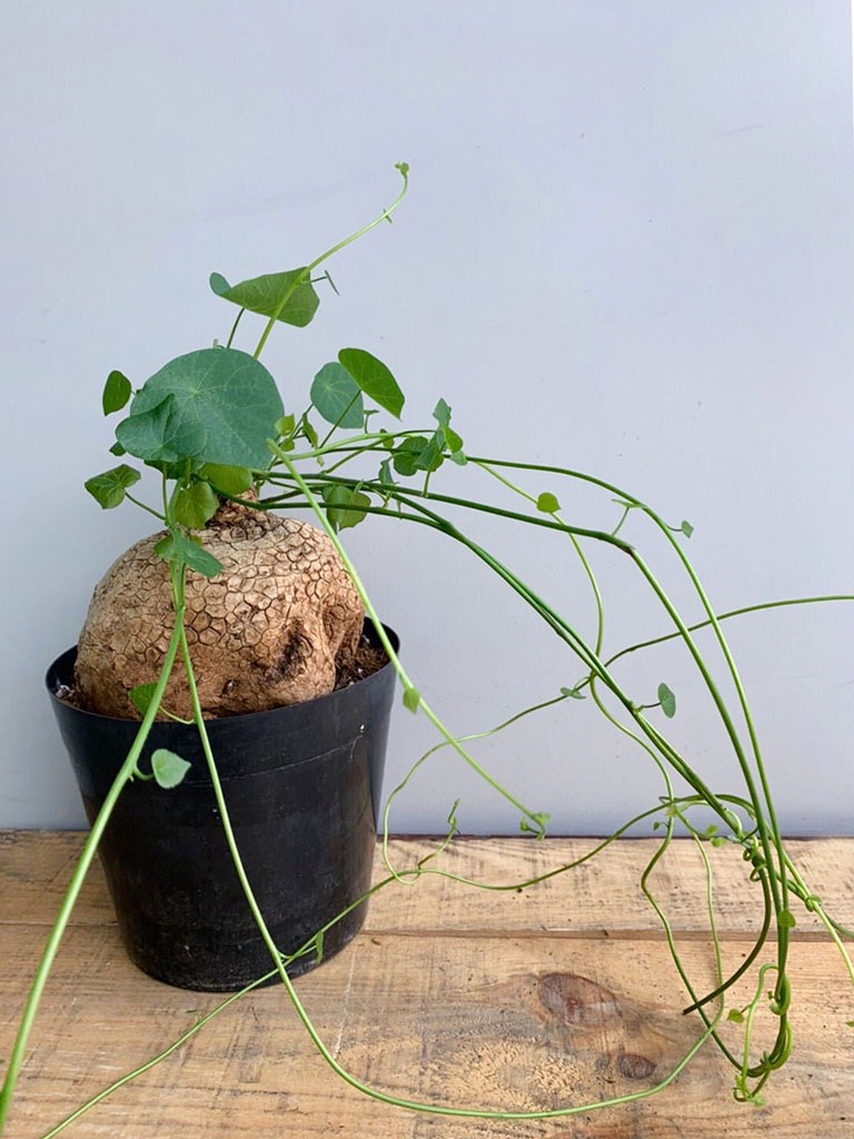 一点もの ステファニア ヴェノサ 鉢カバー付き スタイル 観葉植物 レミルフォイユドゥリベルテ 花 ギフト 通販