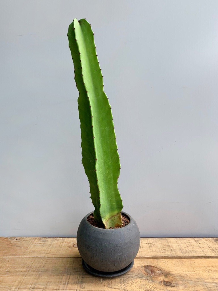 一点もの ユーフォルビア インゲンス スタイル 観葉植物 レミルフォイユドゥリベルテ 花 ギフト 通販