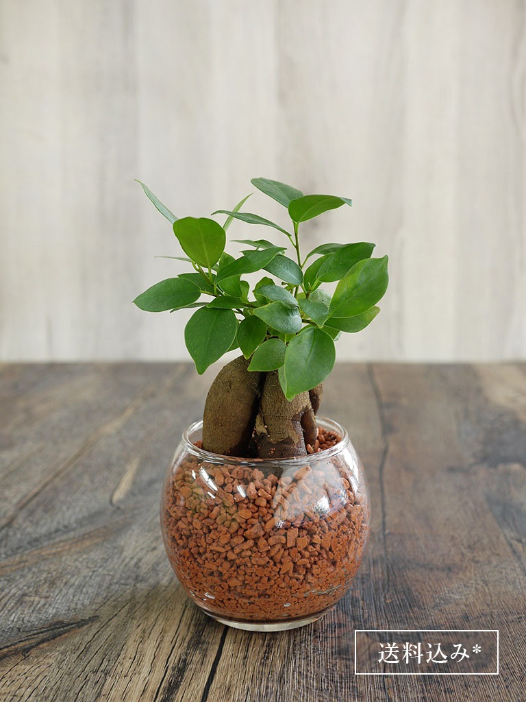 産地直送 ガジュマル セラミス植え 送料込み すべての商品 レミルフォイユドゥリベルテ 花 ギフト 通販