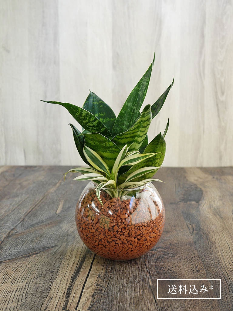 産地直送 サンセベリア セラミス寄せ植え 送料込み スタイル 観葉植物 レミルフォイユドゥリベルテ 花 ギフト 通販