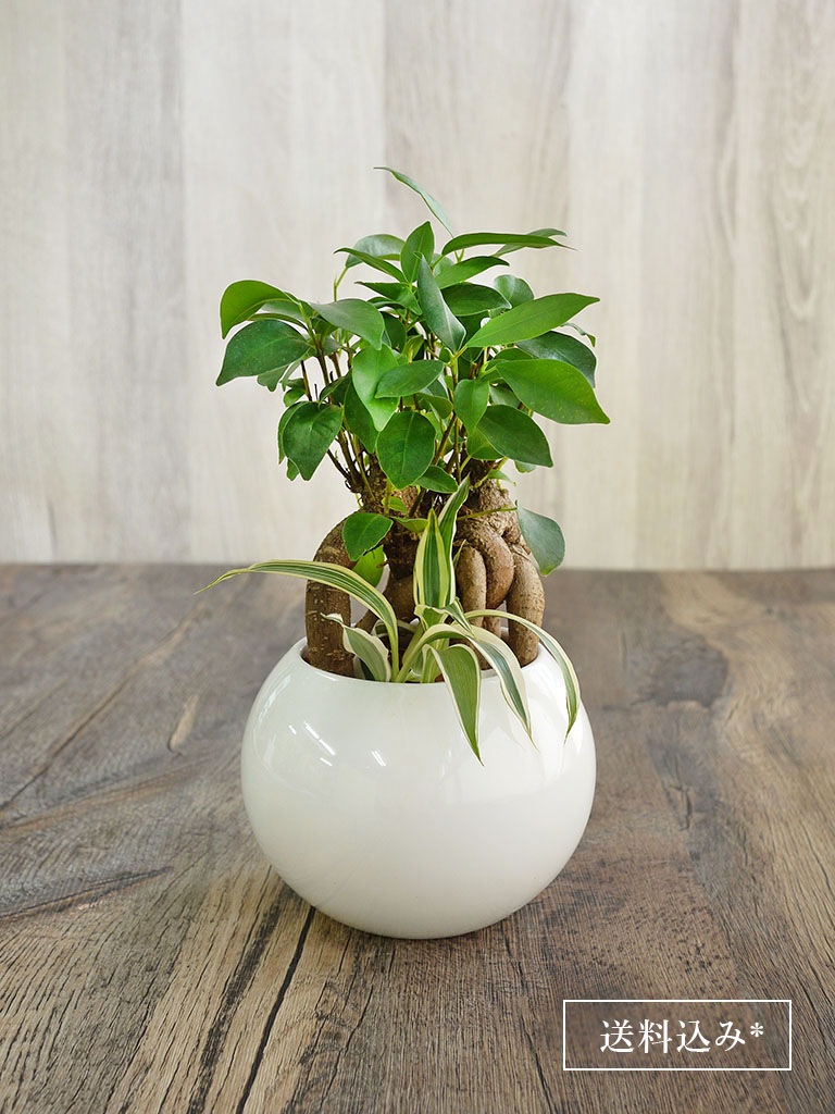 産地直送 ガジュマル セラミス寄せ植え 白器 送料込み スタイル 観葉植物 レミルフォイユドゥリベルテ 花 ギフト 通販 産地直送 ガジュマル セラミス寄せ植え 白器 送料込み スタイル 観葉植物 レミルフォイユドゥリベルテ 花 ギフト 通販