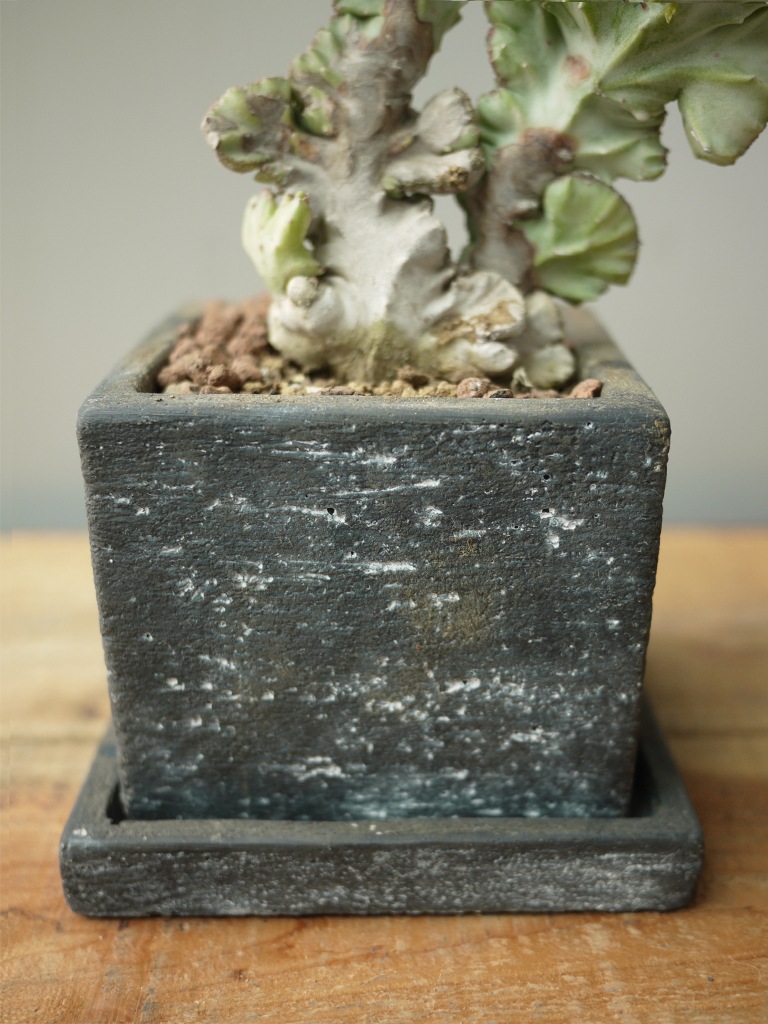 【一点もの】ユーホルビア ホワイトゴースト