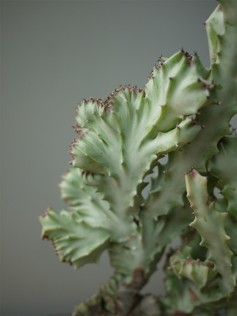 【一点もの】ユーホルビア ホワイトゴースト