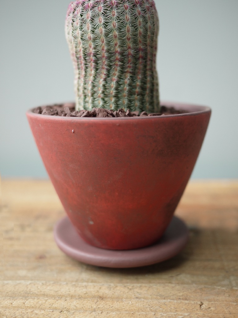 【一点もの】サボテン ムラサキタイヨウ