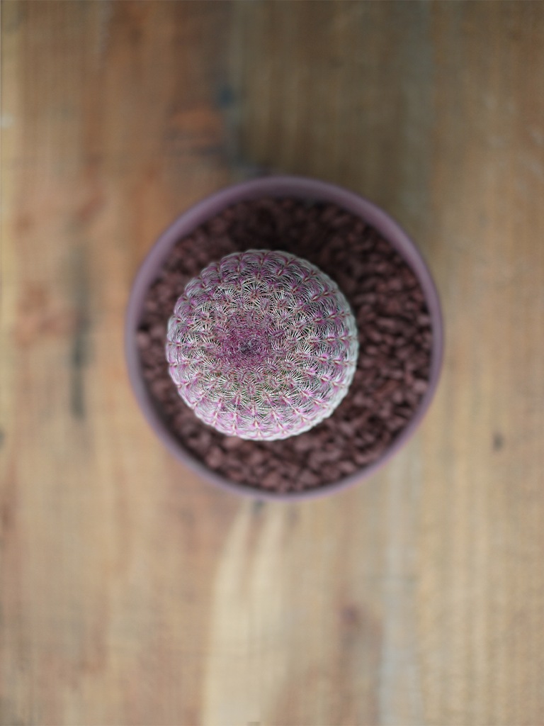 【一点もの】サボテン ムラサキタイヨウ