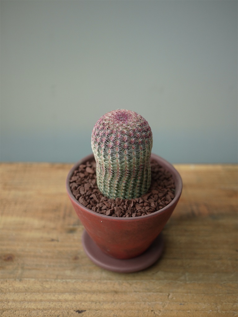 【一点もの】サボテン ムラサキタイヨウ