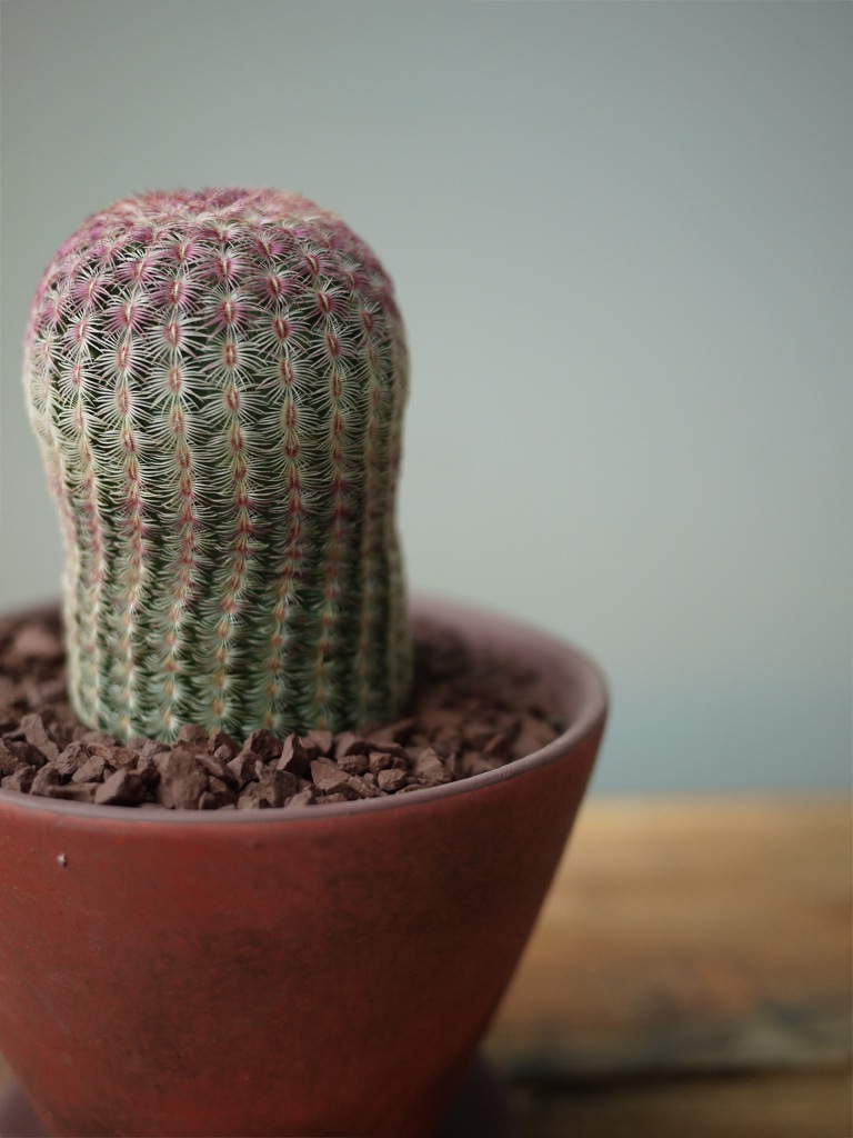 【一点もの】サボテン ムラサキタイヨウ