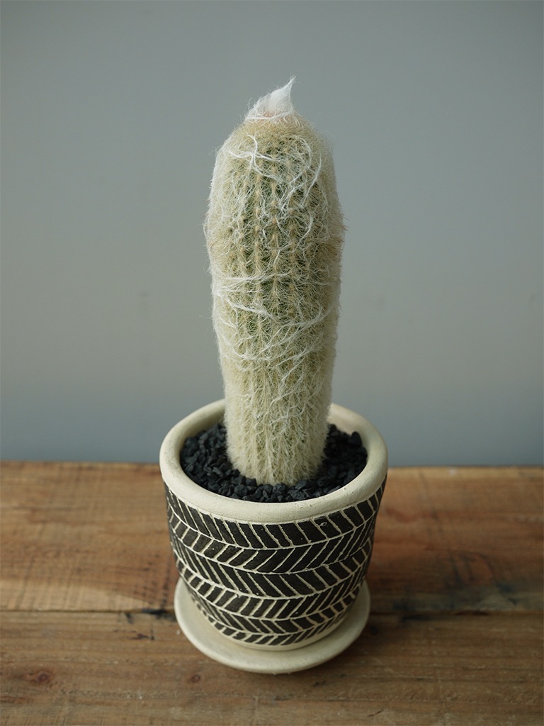 【一点もの】エスポストア 幻楽