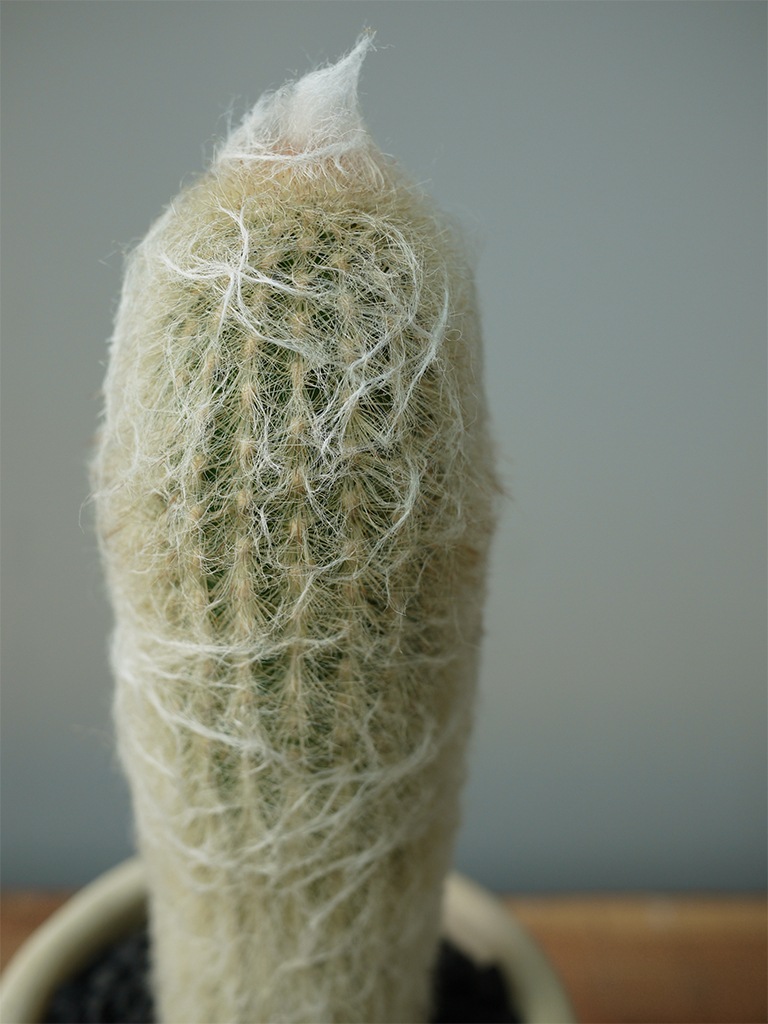 【一点もの】エスポストア 幻楽