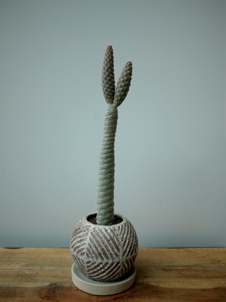 【一点もの】テフロカクタス 松笠団扇