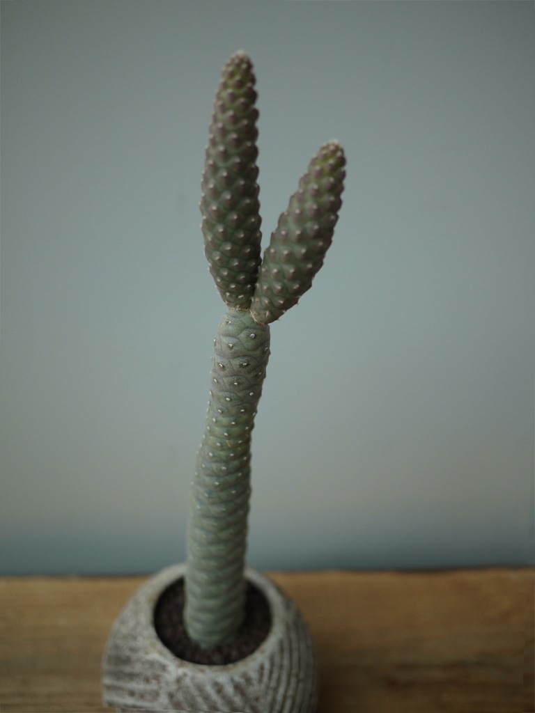 【一点もの】テフロカクタス 松笠団扇