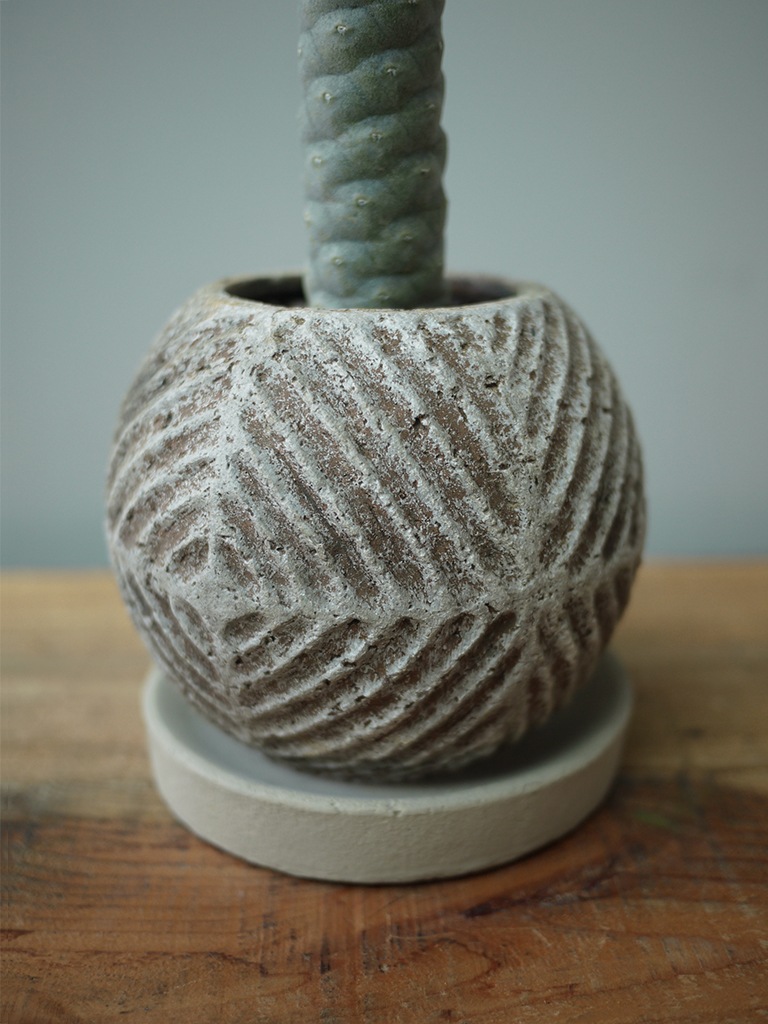 【一点もの】テフロカクタス 松笠団扇