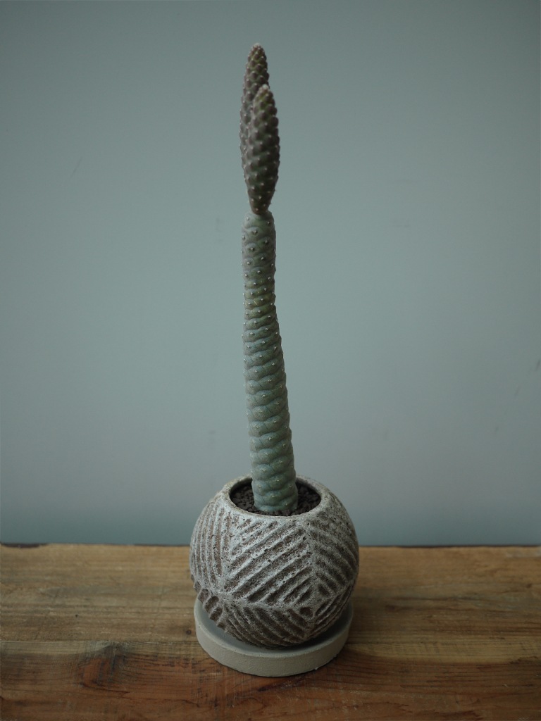 【一点もの】テフロカクタス 松笠団扇