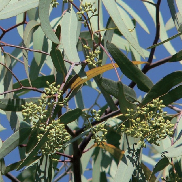 ユーカリスミシ【エッセンシャルオイル】｜アロマ｜ライブラ国産精油