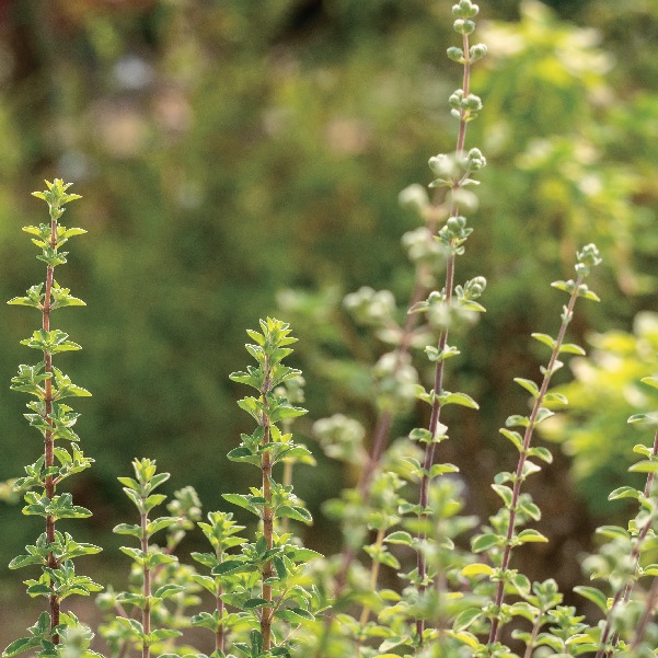 チョコ　マジョラム他8本(エッセンシャルオイル・精油) 楽天市場】【7/25全品P5倍】 マジョラム スイート 精油 10ml