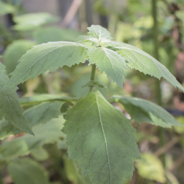 パチュリ【エッセンシャルオイル】｜アロマ｜ライブラ国産精油