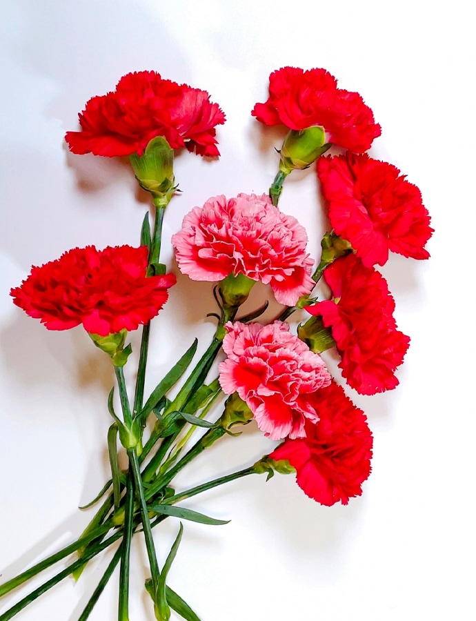 5月の誕生花束〈カーネーション〉 | 誕生花 | Jasny FLOWER ONLINE