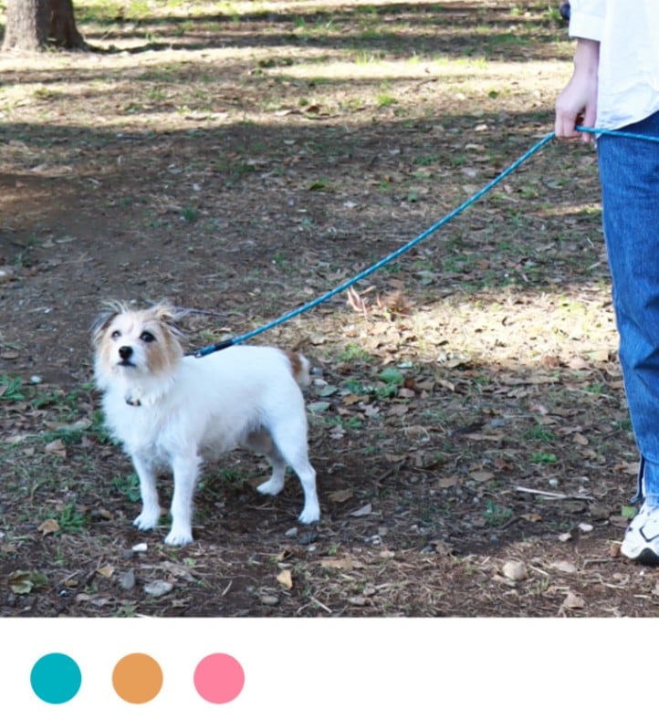 ライトシングルロープリード