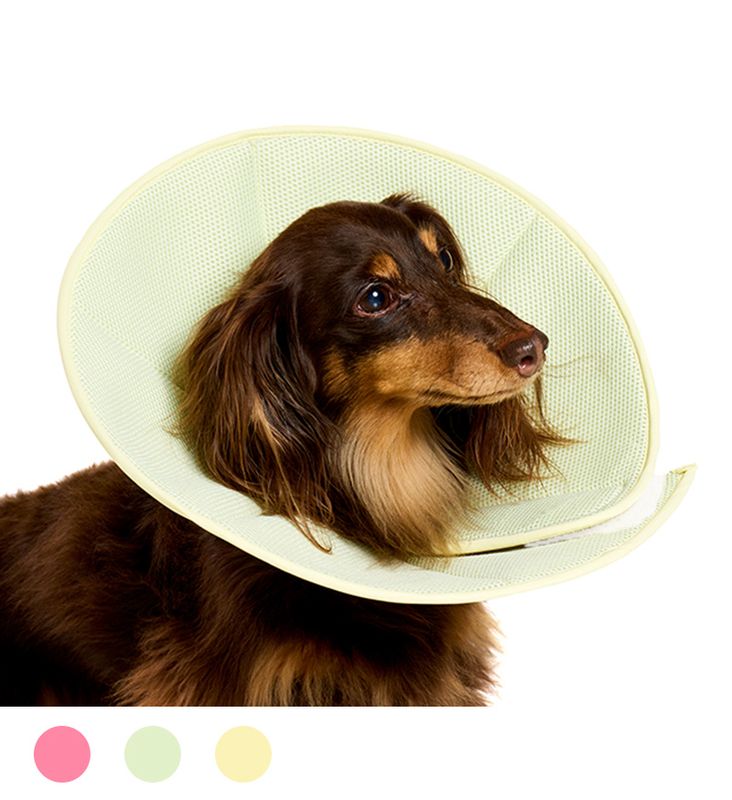 ライトエリザベスカラー