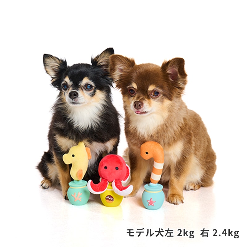 海のかくれんぼラテトイ