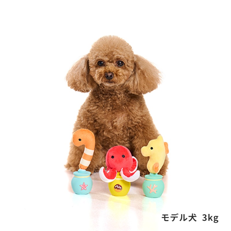 海のかくれんぼラテトイ