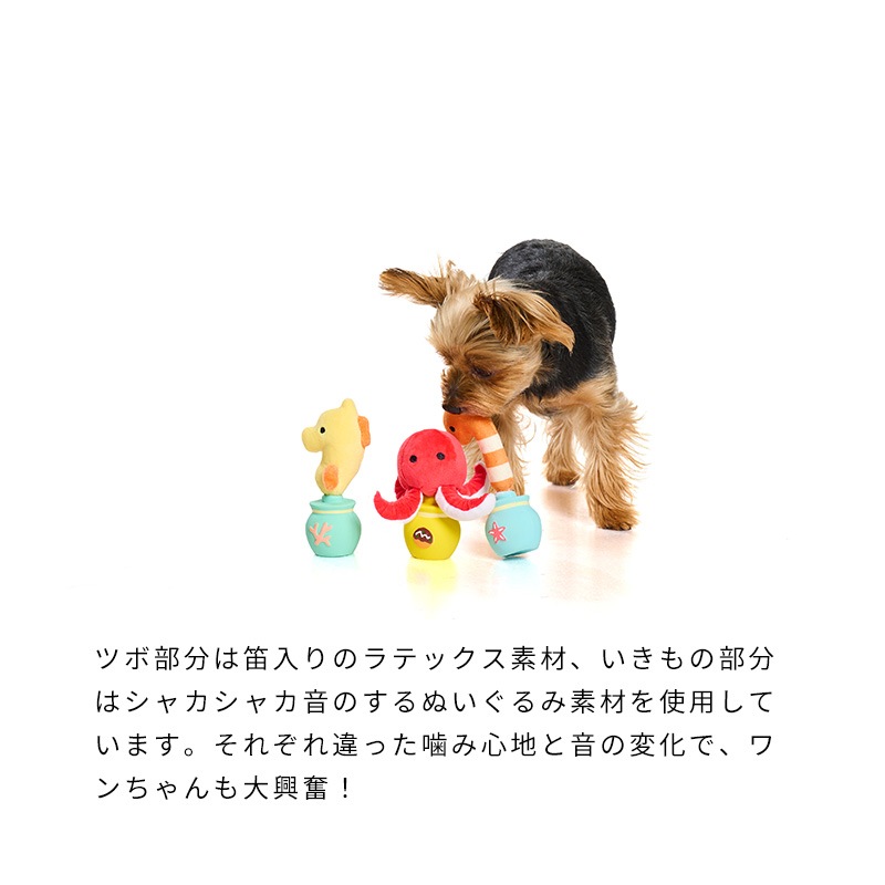 海のかくれんぼラテトイ