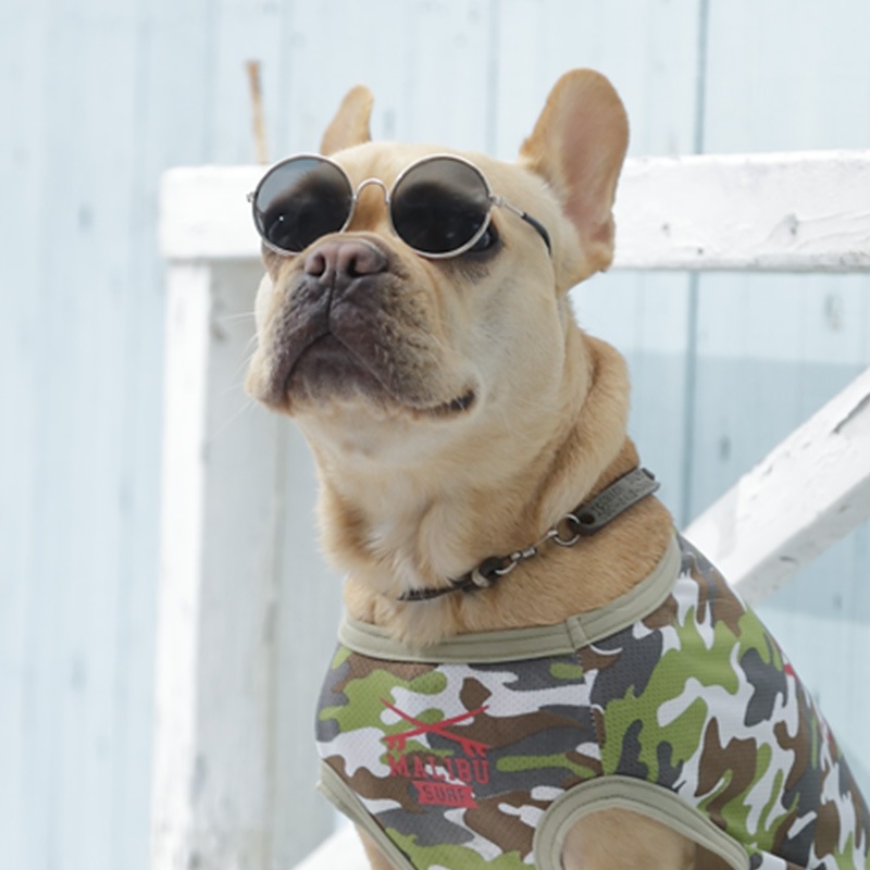 D&Cサングラス | ALL（全ての商品） | LIFE LIKE 【犬服グッズ専門店】