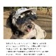 キャップクリップサングラス